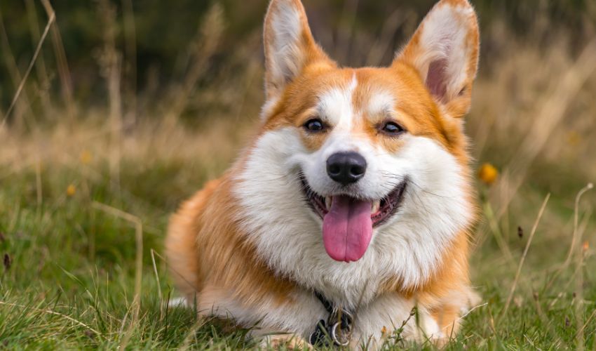 Mastering Australian Stumpy Tail Cattle Dog Training: Effective Tips and Techniques