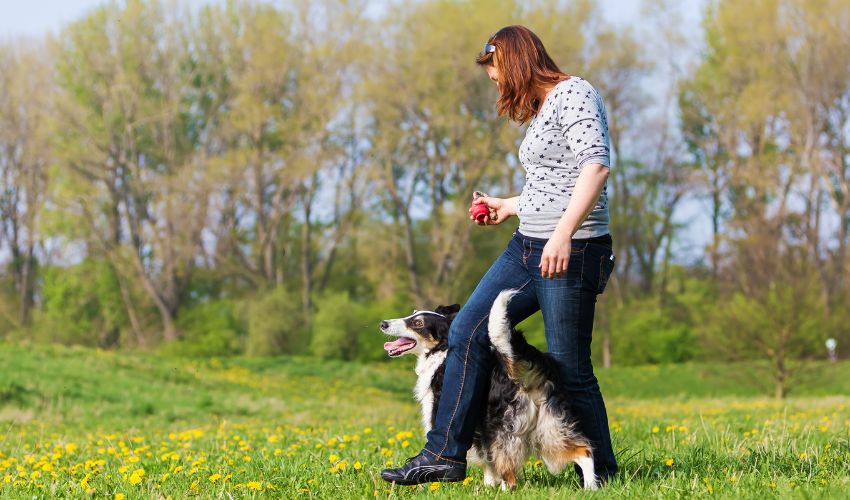 Austrian Black and Tan Hound: Uncovering Breed Facts and Temperament