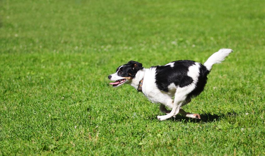 Mastering Australian Cattle Dog Personality Training: Expert Tips for Understanding Their Temperament